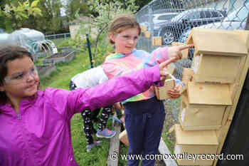 Comox school is abuzz about its bee project – Comox Valley Record - Comox Valley Record