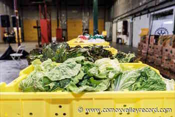 LUSH Valley appeals to Courtenay for food program funding – Comox Valley Record - Comox Valley Record