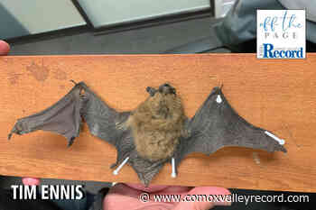 Off The Page: Looking and listening for bats with Tim Ennis – Comox Valley Record - Comox Valley Record