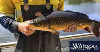 Big fat carp and koi clogging up Perth’s urban wetlands - WAtoday