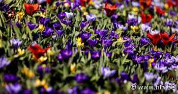 Izegem lanceert subsidie voor groenbemesters | Izegem | hln.be - Het Laatste Nieuws