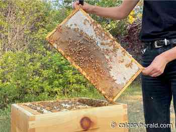 What's the buzz? City of Calgary opens applications for urban beekeeping - Calgary Herald