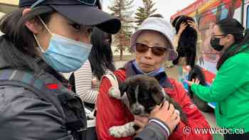 Calgary commuters cuddle with furry friends at Puppy Bus event - CBC.ca