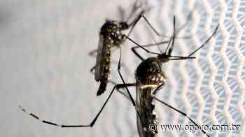 Após registrar mortes por chikungunya, Barbalha intensifica combate ao Aedes aegypti - O POVO