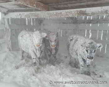 Photos: Swift Current submerged by blizzard - SwiftCurrentOnline.com - Local news, Weather, Sports, Free Classifieds and Job Listings - SwiftCurrentOnline.com