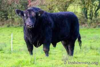 Beef sire registrations: Angus and Limousin the most popular - Thats Farming