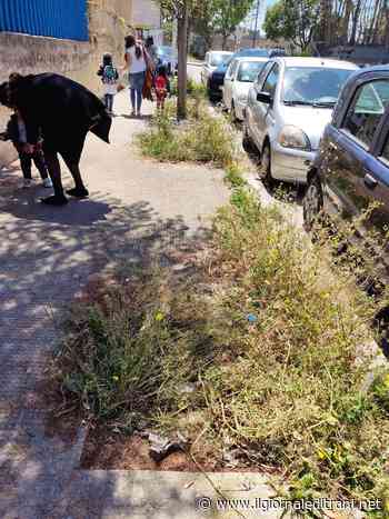Trani e il verde che si perde: anche la Dell'Olio circondata dal degrado - ilgiornaleditrani - Radio Bombo