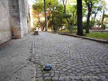 Villa di Trani, tartaruga salvata mentre vagava sul vialetto. E gli alberi del boschetto assaliti da un cane di grossa taglia - ilgiornaleditrani - Radio Bombo