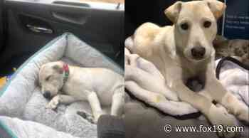 Florida truck driver desperate to find pup that went missing in Cincinnati - FOX19