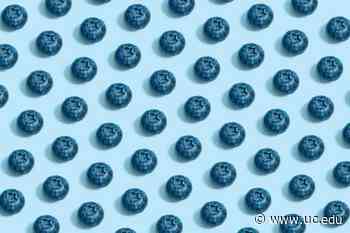 Blueberries may lower chances of dementia, research finds | University Of Cincinnati - University of Cincinnati