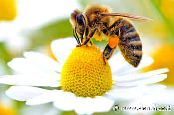 Iniziativa di Legambiente Siena per la Giornata mondiale delle api - SienaFree.it