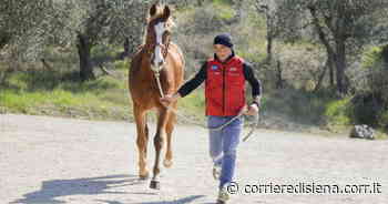 Palio di Siena 2022, Remorex sta bene. Columbu: "Farà le ultime due corse di addestramento" - Corriere di Siena