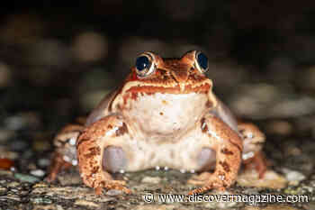 Wood Frogs Sing Together To Attract Mates