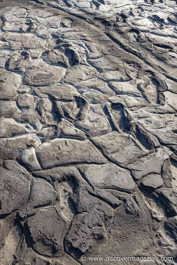 Mysterious Hominin Left its Mark With 3.66-Million-Year-Old Footprint