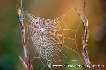 5 Fascinating Uses of Spider Silk