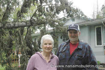 100-foot tree falls onto house in Cobble Hill during windstorm – Nanaimo News Bulletin - Nanaimo Bulletin