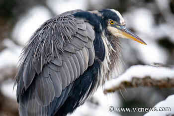 Actions to protect feathered friends earn Saanich bird-friendly city status – Victoria News - Victoria News