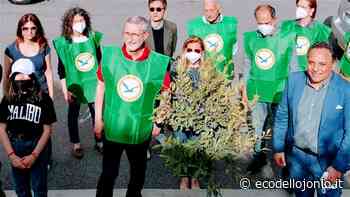 Castrovillari promuove il verde pubblico: piantumati tre “Ficus australis” | EcodelloJonio.it - Ecodellojonio