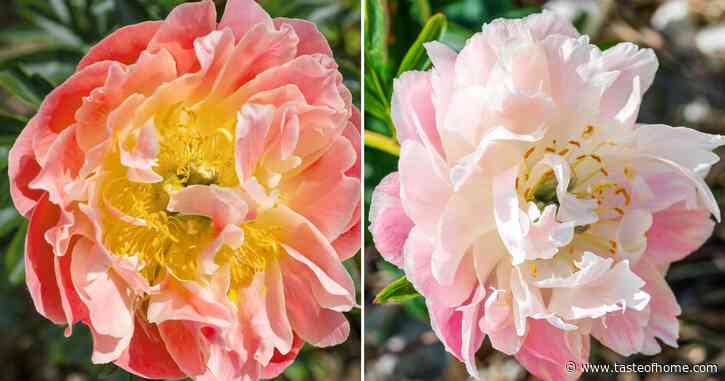 These Color-Changing Peonies Will Light Up Your Garden