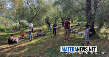 A Matera i nostri ragazzi a "Merenda nell'Oliveta" con pane materano e olio extra vergine di oliva! Ecco il programma - Matera News