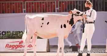 Fiere Zootecniche Internazionali, a Cremona si scaldano i motori - La Provincia di Cremona e Crema