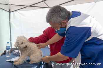 Vacunación y castración de mascotas en San Isidro: ¿Dónde y cuándo estará el móvil esta semana? - Que Pasa Web