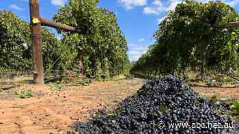 Winegrape growers worried for future as forecast shows 'disastrous' next season outlook