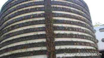 Lyon : comme en 2014, le mur végétalisé de Perrache a grillé - Lyon Mag