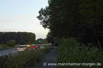 Fledermäuse brauchen Brücken - Lampertheim - Nachrichten und Informationen - Mannheimer Morgen