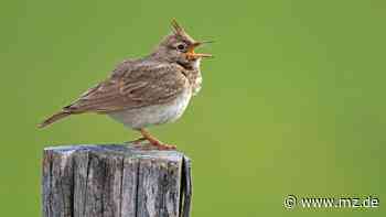 Ein Singvogel bremst den Fortschritt für die Ortsumfahrung von Wittenberg aus - Mitteldeutsche Zeitung