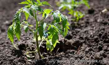 Be a super reader or a super gardener with the help of the Grimsby Public Library - Niagara This Week