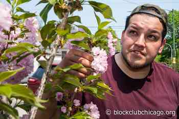 This Self-Taught Gardener Is Beautifying Back Of The Yards And Helping Residents Reclaim Their Streets 1 Corner At A Time - Block Club Chicago