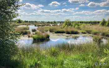 Omstreden Fries stikstofplan lijkt het te halen: 'we moeten wat na uitspraak rechter' - Leeuwarder Courant