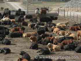 Live cattle futures end mixed - CME