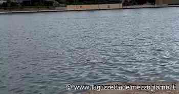 Un delfino fa capolino nelle acque del porto di Brindisi - La Gazzetta del Mezzogiorno