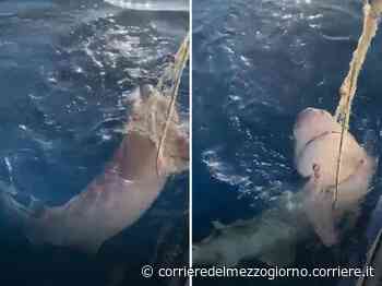 Brindisi, squalo finisce nella rete dei pescatori: liberato - Corriere del Mezzogiorno