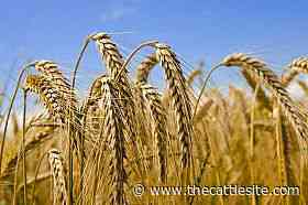 India lowers wheat output estimate by 4.4%