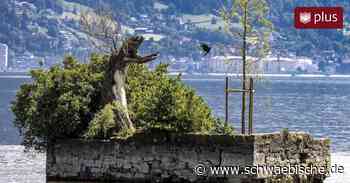 Auf der Insel Hoy wächst eine neue Trauerweide - Schwäbische