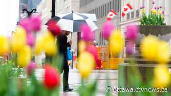 Cool and cloudy with a few showers in Ottawa on Thursday - CTV News Ottawa