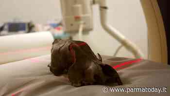 Un ululato dal Medioevo: ecco la descrizione più completa di un campione di lupo - ParmaToday