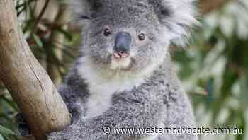 NSW government lists koala as endangered - Western Advocate