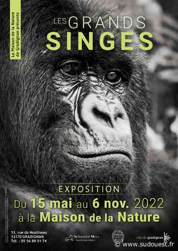 Gradignan : une exposition sur les grands singes à la Maison de la nature - Sud Ouest