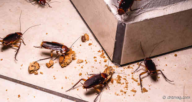 Why professional insect removal is necessary in commercial spaces
