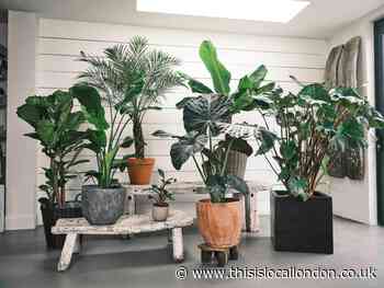 Royal Botanic Gardens, Kew and Sproutl team up to launch new exotic plant collection