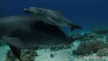 Wissenschaft: Studie: Delfine nutzen bei Hautproblemen Korallen - GEO.de