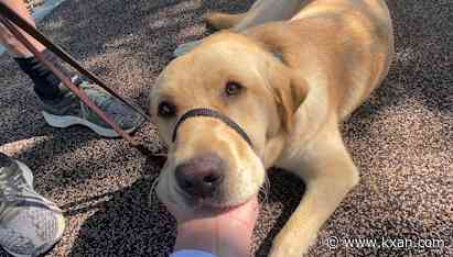 Puppy volunteers needed as Guide Dogs for the Blind comes to Austin