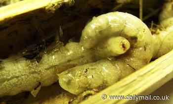 Cannibal wasp babies devour their siblings when food runs low, study reveals 