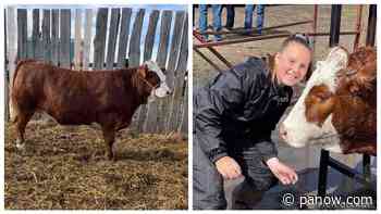Meadow Lake Agricultural Society gearing up for 4-H Livestock Show and Sale - paNOW