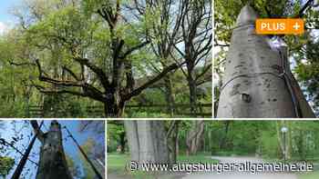 Augsburg: Diese Geschichte steckt hinter Augsburgs ältestem Baum - Augsburger Allgemeine