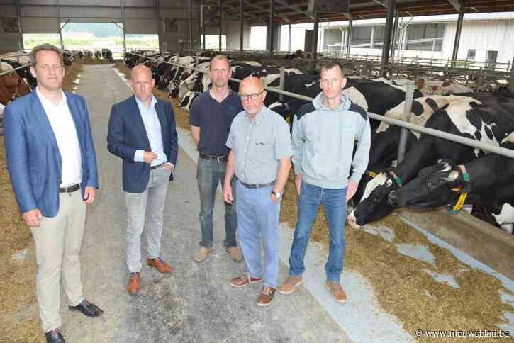 Stikstofplan zet toekomst landbouwbedrijf van broers Pieter (34) en Jonas (40) op de helling: “Zwaarst om te dragen is die knagende onzekerheid”